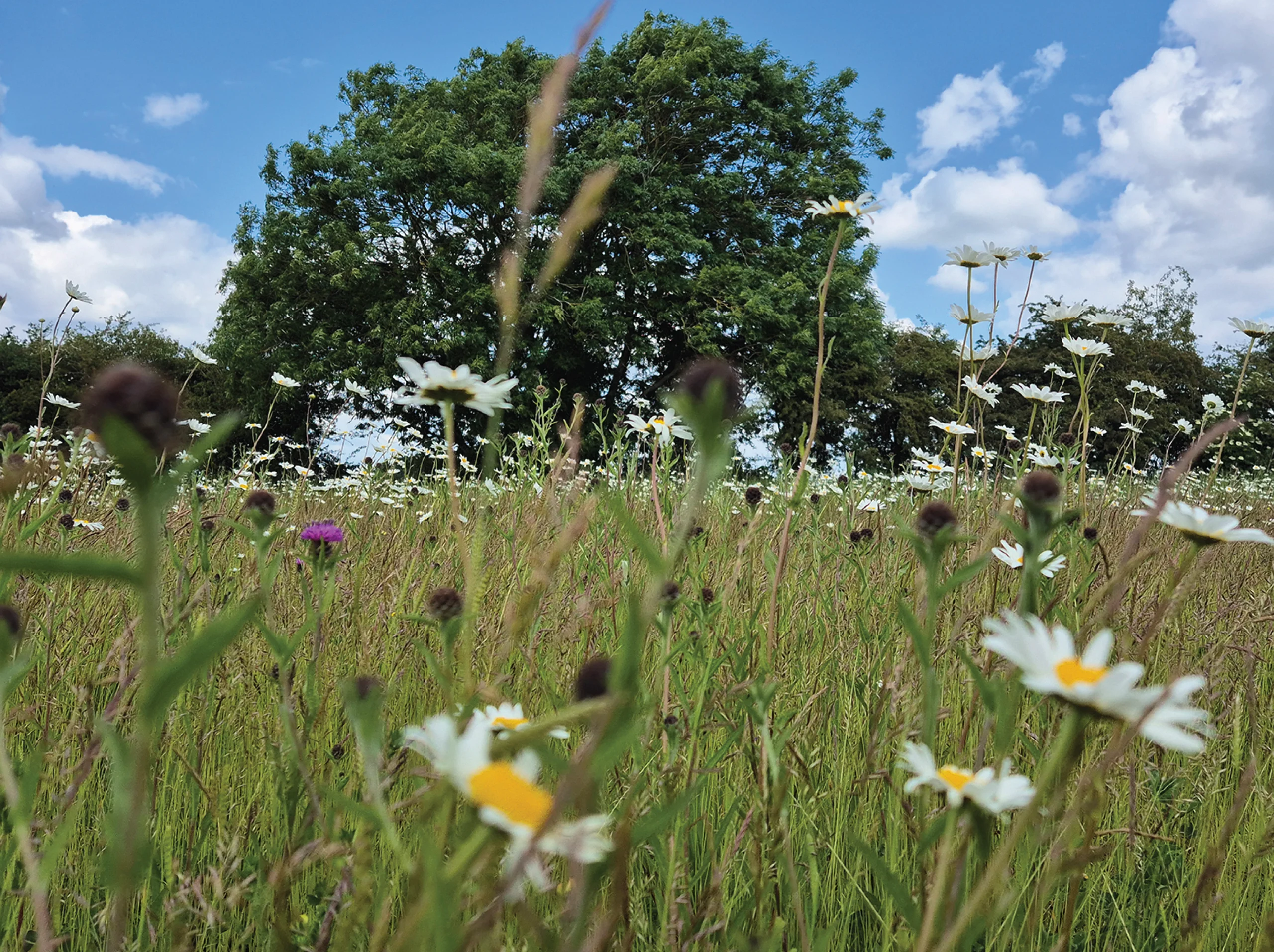 Wildflower meadow