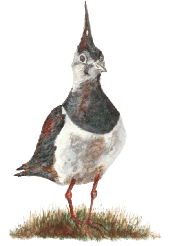 Lapwing illustration