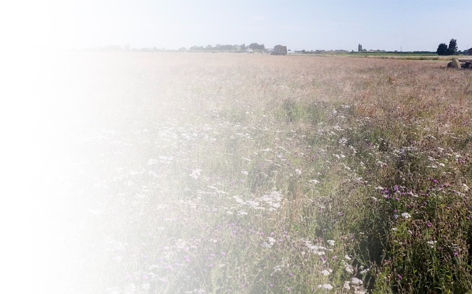 Aerial view of Oxwillow habitat bank showing ponds, hedgerows and species-rich grassland